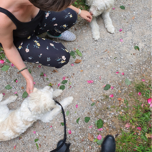 Eine Frau liegt im Gras zwischen zwei Hunden unter einem Apfelbaum